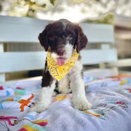 Sheepadoodle Puppies from Pawsome Doodle Haven