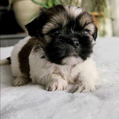 Chantilly - Black gold and white female Shorkie puppy in Idaho from Little Rascal Ranch