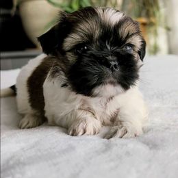 Chantilly - Black gold and white female Shorkie puppy in Idaho from Little Rascal Ranch