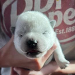 Boy 6 - Blue male Australian Cattle Dog puppy in Irvington, Kentucky from Dry Valley’s Australian Cattle Dogs