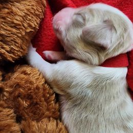 Labradoodle Puppies from Tyson's Farm Doodles