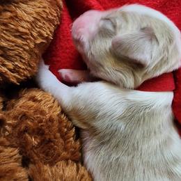 Labradoodle Puppies from Tyson's Farm Doodles