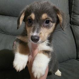 Tri male - Blue male Pembroke Welsh Corgi puppy in Unicoi, Tennessee from East Tennessee Clark Corgis