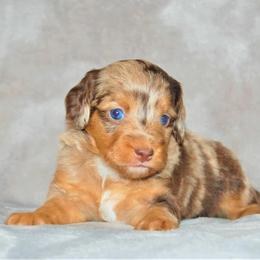 Aussiedoodle Puppies from Steindoodles