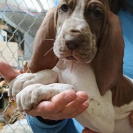 Serena's Orange Collar Boy - White and chestnut male Bracco Italiano puppy in Albion, Michigan from Bracco Dynasty