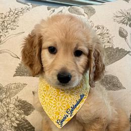 Gemma - Cream female Goldendoodle puppy in The Woodlands, Texas from Gracie's Goldendoodles and Bernedoodles