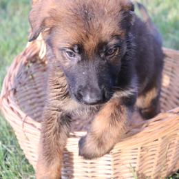 Mostly DDR East German Remale - Sable female German Shepherd puppy in Newville Al, Alabama from Triple S DDR German Shepherds