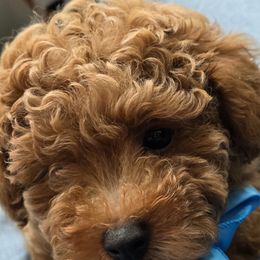 Poodle Puppies from Simply Poodle