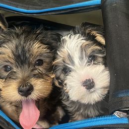 Yorkshire Terriers from Keia's Parti Yorkie Pups