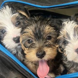 Yorkshire Terriers from Keia's Parti Yorkie Pups