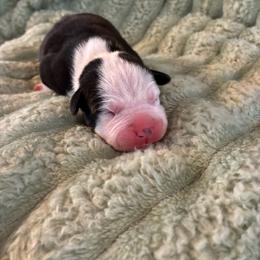 Flint - Black male American Staffordshire Terrier puppy in Byron, Georgia from Lelani