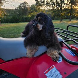 Tarzan - Black and tan male Cocker Spaniel puppy in Theodosia, Missouri from Show'NTail Cockers