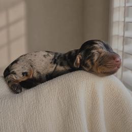 River - Dapple female Dachshund puppy in Augusta, Georgia from Cherokee Hill Dachshunds