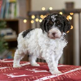 Gandalf - Kid Friendly - Brown and white male Bernedoodle puppy in Eureka, Illinois from Joley Aire Family Dogs