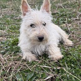 Wheaten Girlie - Wheaten female Scottish Terrier puppy in Nickelsville, Virginia from Pecan Creek