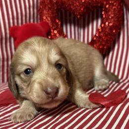 Maverick - Cream male Dachshund puppy in Somerset, Pennsylvania from Rae’s Dapper Dachshunds