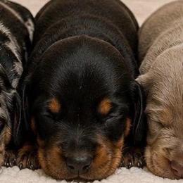 Blk and tan - Black and tan female Dachshund puppy in Lakeland, Florida from Berry Dachshunds