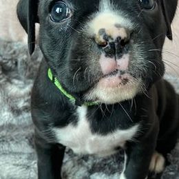 Boxers and French Bulldogs from Spruce Creek Kennels