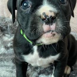 Boxers and French Bulldogs from Spruce Creek Kennels
