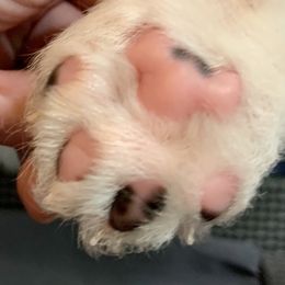 Samoyed Puppies from ArticCross Samoyeds-Florida