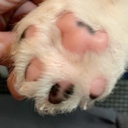 Samoyed Puppies from ArticCross Samoyeds-Florida