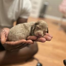 Dachshund Puppies from L & J Kennel