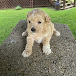 Citrus - Apricot female Maltipoo puppy in Oakland, Kentucky from Imperial Dogs