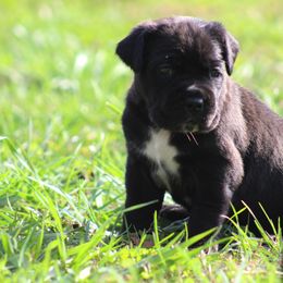 Cane Corso Puppies from Big Country Cane Corso