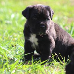 Cane Corso Puppies from Big Country Cane Corso
