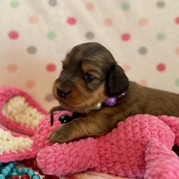 Hope - Cream female Dachshund puppy in Stoutland, Missouri from Farmhouse Dachshunds