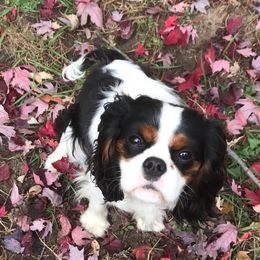 Cavalier King Charles Spaniels and Cavatzus from Amy’s Puppy Tzu