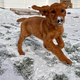 Golden Retriever Puppies from Charmed Golden Retrievers