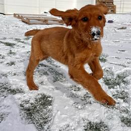 Golden Retriever Puppies from Charmed Golden Retrievers