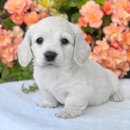 Dachshund Puppies from River Run Dachshunds