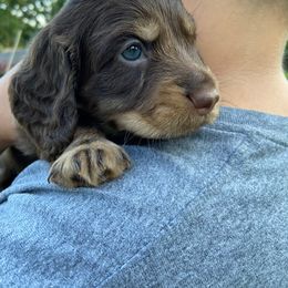 Dachshund Puppies from Lakeview Dachshunds