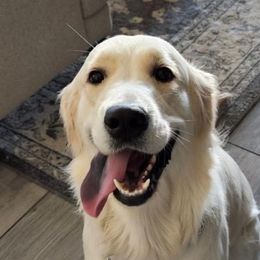 Graycee - Golden Retriever
