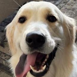 Graycee - Golden Retriever