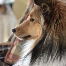 Shetland Sheepdog All Grown Up from Keeara’s Shetland Sheepdogs