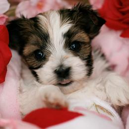 Evie - Chocolate, tan and white female Yorkshire Terrier puppy in West Fargo, North Dakota from A Yorkie Tale