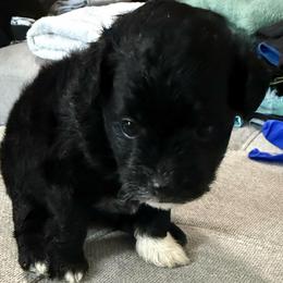Socks - Black & white female Maltipoo puppy in Richmond, Texas from Kirksey Texas Elite Maltidoodles