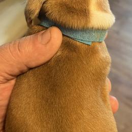 Dachshund Puppies from Witchy Woman’s Wiener’s