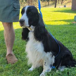 Clara - Black and white female English Springer Spaniel puppy in Stevensville, Montana from Little Flower Springer Spaniels