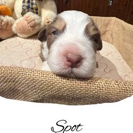 Spot - Red tri-color male Australian Shepherd puppy in Stone Mountain, Georgia from True Blue Friends
