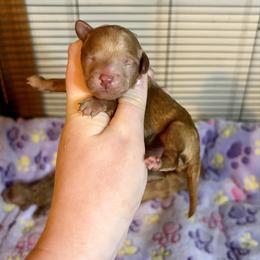 Red Girl - solid - Red  female Poodle puppy in Morehead, Kentucky from Paw Perfect Pets