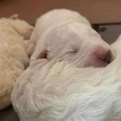Maremma Sheepdog Puppies from Wildsong Farm
