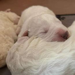 Maremma Sheepdog Puppies from Wildsong Farm