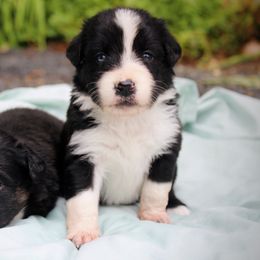 Australian Shepherd Puppies from Tru Blu Aussies