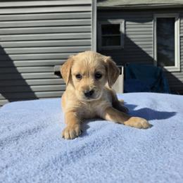 Hosea - Golden male Golden Retriever puppy in Menasha, Wisconsin from Kreger's K9s