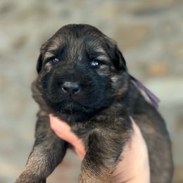 Purple collar - Lucilla - Sable female German Shepherd puppy in Paoli, Pennsylvania from Vom Hillhaus