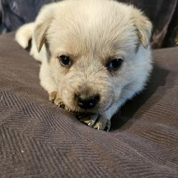 Petta - Red speckled male Australian Cattle Dog puppy in Sneedville, Tennessee from JoAnn's Australian Cattle Dogs